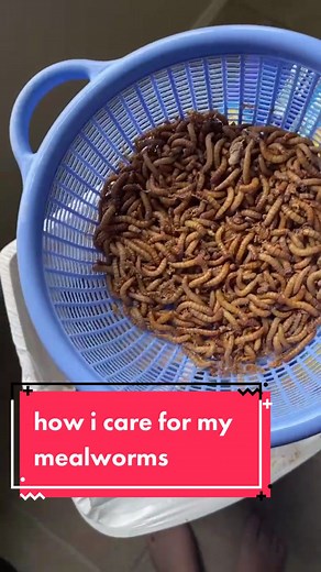 Mealworm Care Tips and Feeding Guide