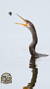15K views · 1.4K reactions | The anhinga swims with only its head and neck visible above water, giving it the appearance of a snake slithering through the water, hence the nickname “snake bird.” After spearing its prey, the bird flips its catch into the air and swallows it whole. #anhinga #snakebird #waterturkey #birds #nature #wildlife #sonyalpha #circlebbarreserve #wildlifevideos #visitcentralfl | Amber Favorite Photography | Facebook