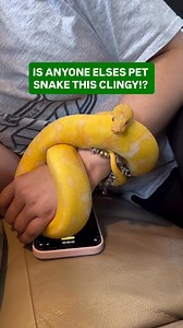 401K views · 4.7K reactions | Is Your Ball Python This Clingy﫶 | BALLS of FURY | Facebook