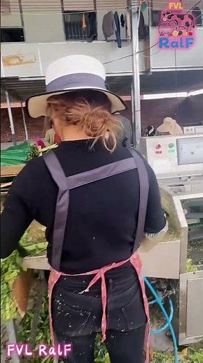 Farmers are processing lettuce stems on the assembly line