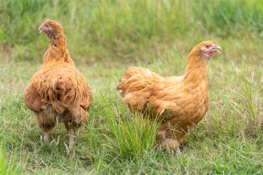 Why Do Some Hens Get Broody?