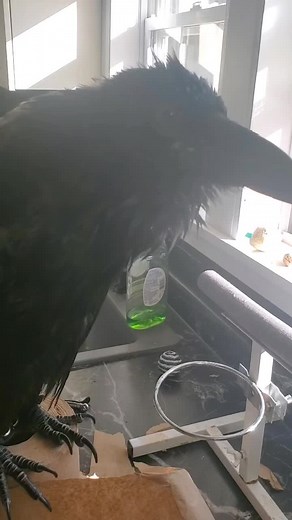 Baby Raven Talk/Sing!? 🤔