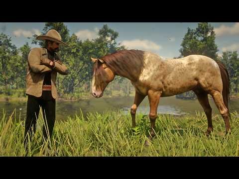 Taming Gorgeous Missori Fox Trotter Amber Champagne Horse Near Blue Water Marsh