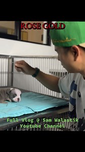 LOWERED! NANO EXOTIC BULLY ITO 1000% 😅😂 👉 https://youtu.be/soGvYfn0FcU?si=Ko1I537qzbiwahKl | SAM Walastik