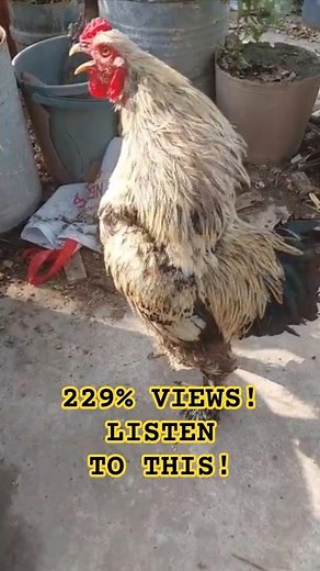 Morning Rooster Crowing | The Sound That Wakes Up the ENTIRE Internet 🐓 | Rooster Sound