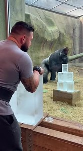 12M views · 57K reactions | Gorilla Flexing on the Pros! 轢 "You win man, I'm out!"  #GorillaPower #StrongmanChallenge #GymMotivation #AnimalStrength #Silverback #ViralVideo #ManVsWild #FlexChallenge | Animal Power zone | Facebook