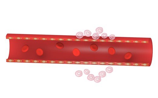 血管及细胞绘制