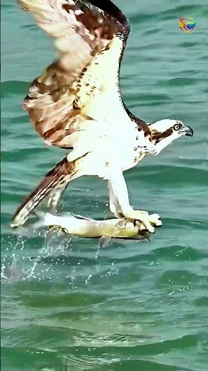 Incredible Fish Catching Footage | Osprey Hunting Skills #BirdHunting