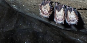 Tricolored bat being pushed toward extinction by deadly fungus, officials say