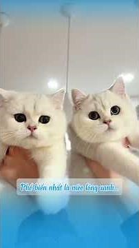 Top 5/10 giống mèo phổ biến nhất hiện nay #shorts #mèo #cat
