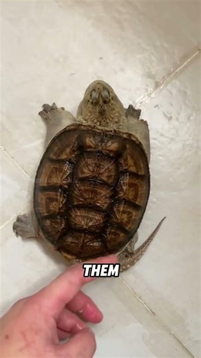 Fierce snapping turtle#animals #funnyanimal #funny #cute #alligatorsnappingturtle