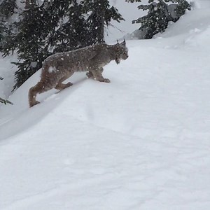 1.9M views · 14K reactions | We had a very special guest visit us at Black Forest yesterday. Thanks to James Ngo for capturing this on camera! #bigwhite | Big White Ski Resort | Facebook