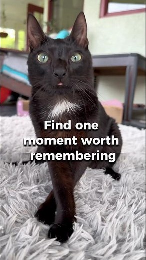 One beautiful moment at a time 🐾 #cat #neurodivergent #elviswestley #wobblycat