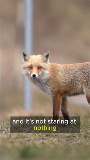 Why Foxes Stop and Stare at Nothing #wildlife