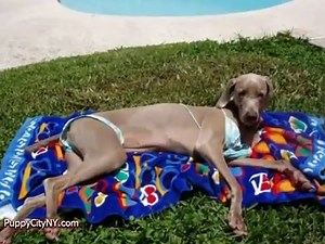 10 Hilarious Dogs in Bathing Suits Because, Summer