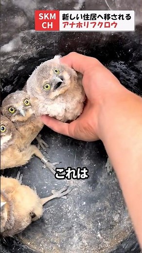 Baby burrowing owl moving house