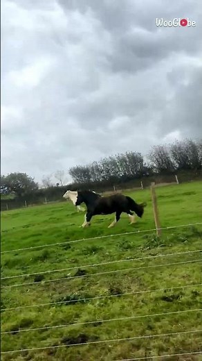 Horse Speed: Young Horses Sprint Alongside a Car || WooGlobe