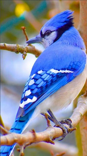 Blue Jay Call – Real Forest Bird Sound | Relaxing American Bird Audio