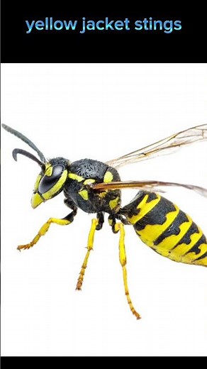 Yellow Jacket Bite