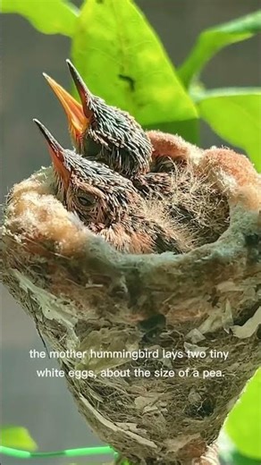 Amazing Hummingbird Nest 🐦 Tiny Eggs to First Flight!