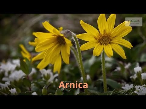 Arnica Growing Guide (Mountain Snuff) by GardenersHQ