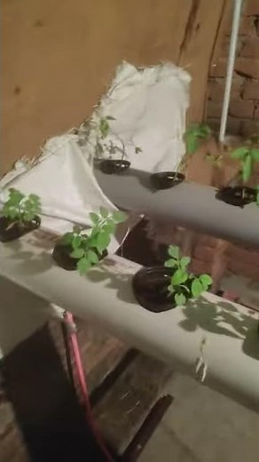 tomato plant in Israeli farming hydroponic NFT system India