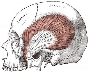 Temporal muscle - Alchetron, The Free Social Encyclopedia