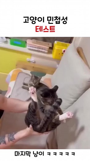 Cute Animal GIF Compilation for Healing | Cat Videos