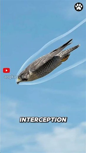 Ilmuwan Sampai Kagum! Rahasia Falcon Mengunci Target ⭐#faktahewan #falcon #shorts