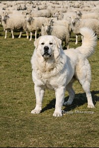 Great Pyrenees: The Silent Protector of Sheep & Families 🛡️🐕 #guarddog | Doggy Discovery