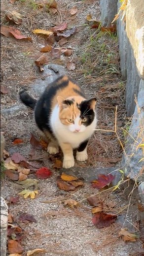 개운하게 헤어볼 토하는 냥, 잘한다~#cat #cute #고양이 #animals