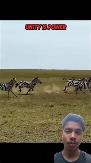The Zebra Survived for This One Reason #wildlife #animals #shorts
