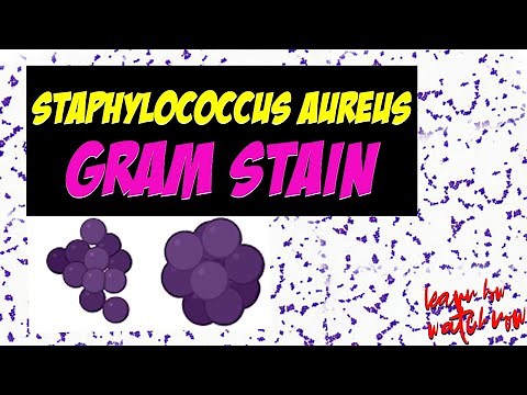 Staphylococcus aureus gram stain microscopic observation