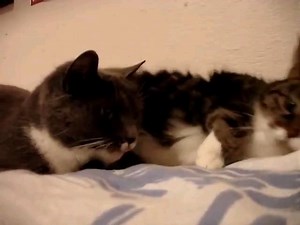 Trilling is noise made by cats as a greeting to people or other cats. It is associated with a positive, welcoming vibe like these two beauties.