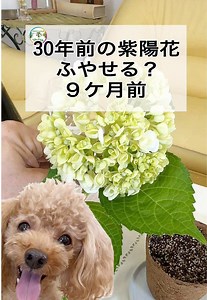 アジサイの増やし方｜30年前に植えた紫陽花を挿し木でふやす方法
