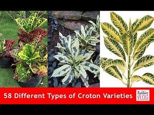 58 Different Types of Croton Varieties
