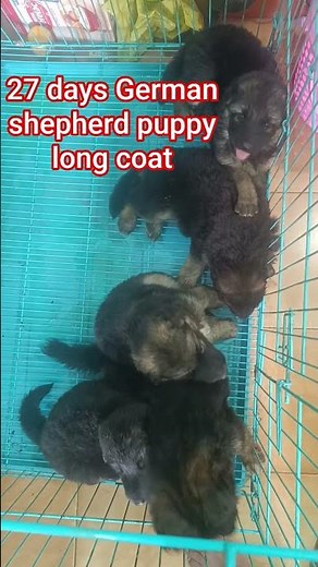 This German shepherd puppy is too smart for his own good #puppies #germanshepherd #viral