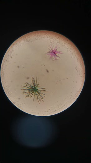 Observing Plant Cells with a Microscope #bilim #science #school