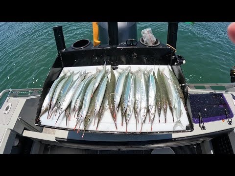 Fishing for Garfish with floats, December 2025 #garfish #garfishing