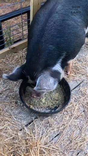 How We TRAIN Our Pigs to Load Up #Pigs #Livestock #LivestockManagement #FarmAnimals | Sow the Land