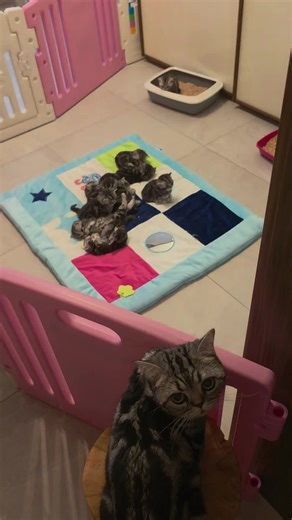 Kittens getting more play space 🐾 #britishshorthair #catlovers #cute #babycats #catsoftiktok