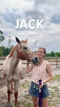 Introducing An Equine Therapy Program Horse: Jack #equinetherapy #traumainformed #therapist