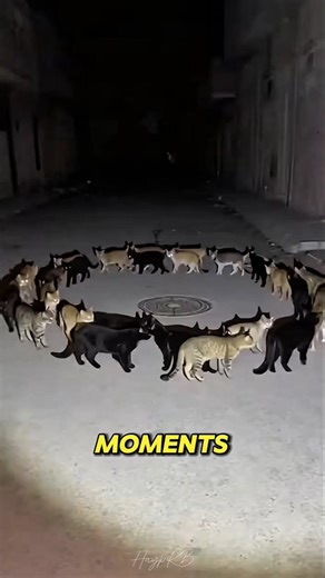 Weirdest Animal Moments Scientists Can’t Explain