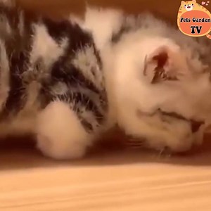 21K views · 6.1K reactions | Short legs cute 梁 | Cats Life | Facebook