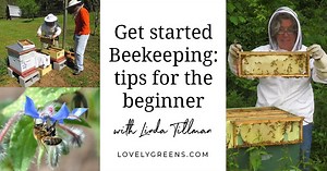 Getting Started with Beekeeping: Tips for the Beginner Beekeeper