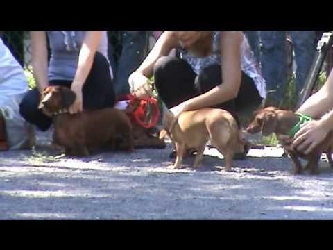 Wiener Dog Race and Best Dachshund Trick !
