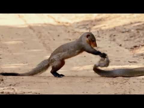 Mongoose and King Cobra Fight ॥