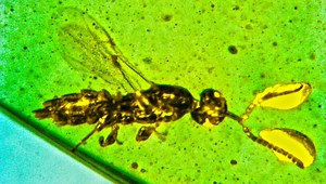 New Tiny Wasp With Mysterious Antennae Found In 100-Million-Year-Old Amber