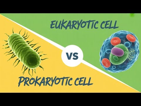 Prokaryotic vs Eukaryotic Cells | Key Differences Explained Simply