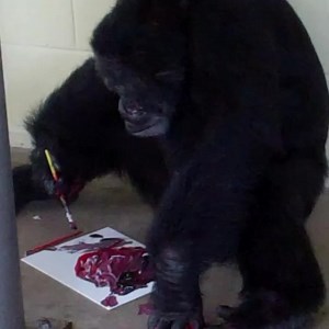 3.2K views · 589 reactions | Did you know that chimps are more ambidextrous than humans? Although #CheetahTheChimp favors his right hand, he is also skilled at using his left, as you can see in the video. Anyway, happy left handers day! | Save the Chimps, Inc. | Facebook